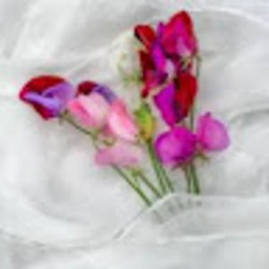 Meet your Posher, Araceli